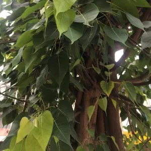 Sacred Fig
